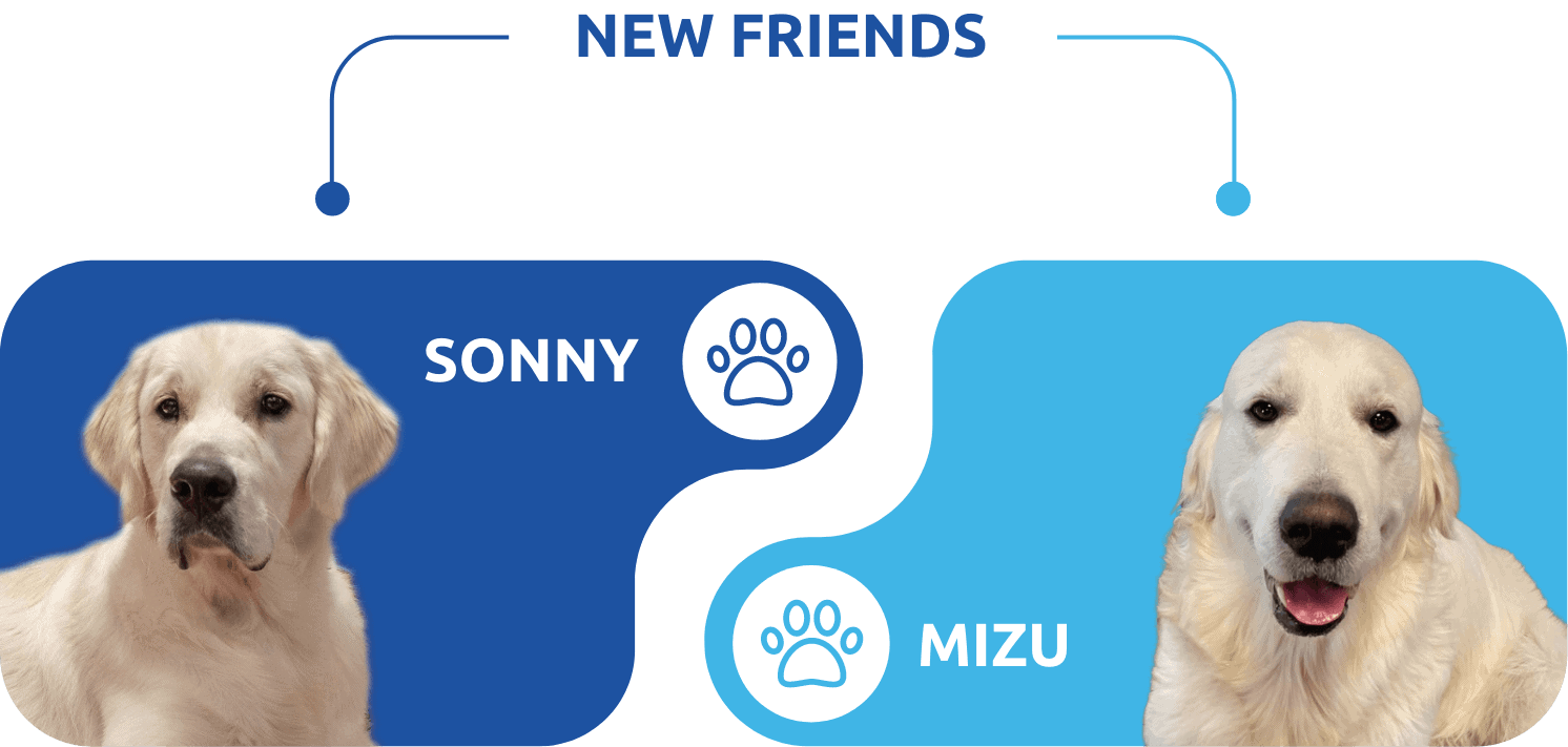 Fornovo foto Dream team a 4 zampe sonny e mizu homepage